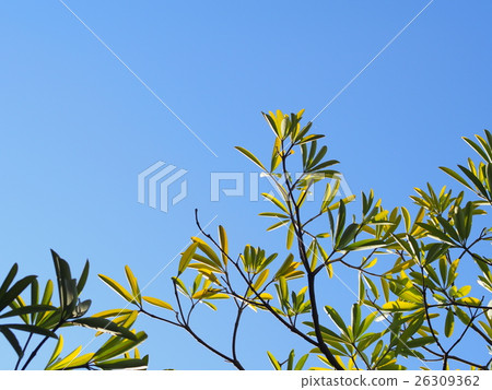 Dita, Shaitan wood, Devil Tree, Alstonia scholaris Dita, Shaitan wood, Devil Tree, Alstonia scholaris 26309362