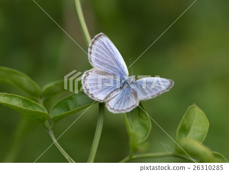 大和Shizimi的男性展翅 26310285