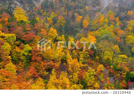 Autumn leaves of Sounkyo Autumn leaves of Sounkyo 26310448