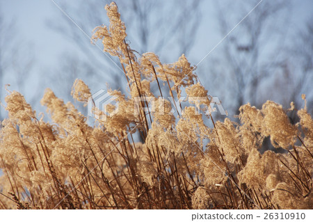 Dry grass flowers plant, meadow winter background. 26310910