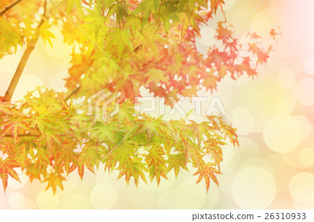 Autumn leaves scene, Red maples with bokeh. 26310933
