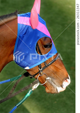 美壽參孫 26311347