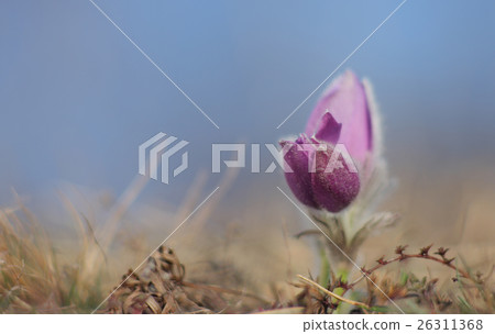 Spring flower ,Pulsatilla grandis, pasqueflower 26311368
