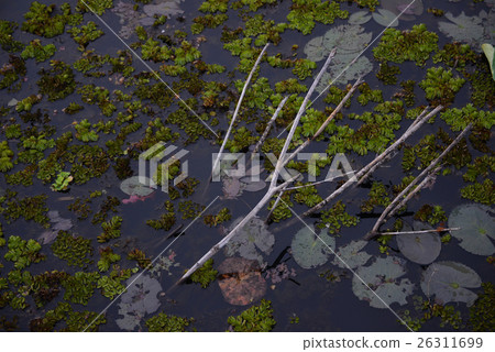 Dirty water plant in the pond Dirty water plant in the pond 26311699
