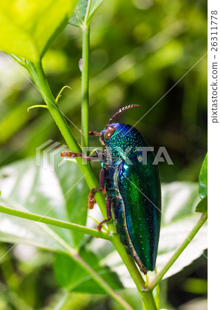 Jewel Beetle (Sternocera ruficornis) Jewel Beetle (Sternocera ruficornis) 26311778