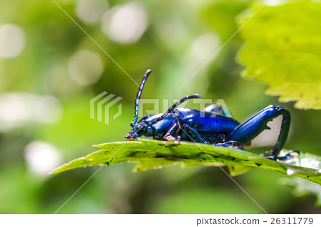 Frog Legged Leaf Beetle (Sagra buqueti) 26311779