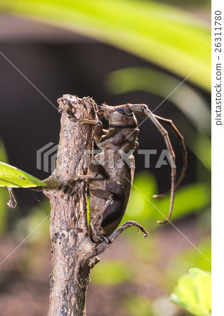 Longhorn beetle (Paraleprodera inidiosa), Beetle Longhorn beetle (Paraleprodera inidiosa), Beetle 26311780