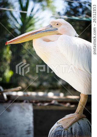 White and pink pelican 26312853
