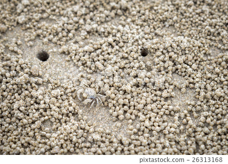 image of Ghost Crab habitat on sand for background image of Ghost Crab habitat on sand for background 26313168