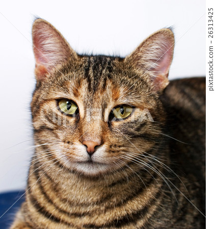 european shorthair domestic cat european shorthair domestic cat 26313425
