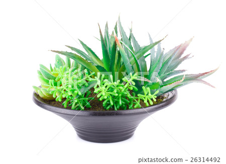 Plants 26314492