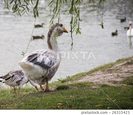 Big grey Toulouse goose 26315423
