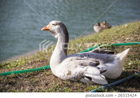 Big grey Toulouse goose Big grey Toulouse goose 26315424
