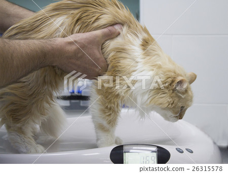 Veterinarian weighing a cat Veterinarian weighing a cat 26315578