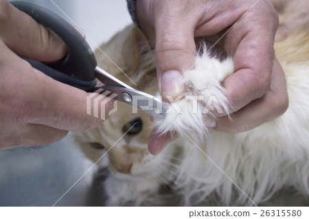 Veterinarian cutting nails cat 26315580