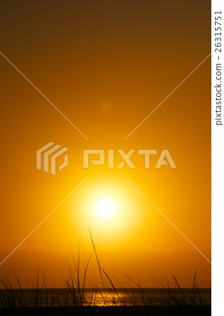 Evening landscape 26315751