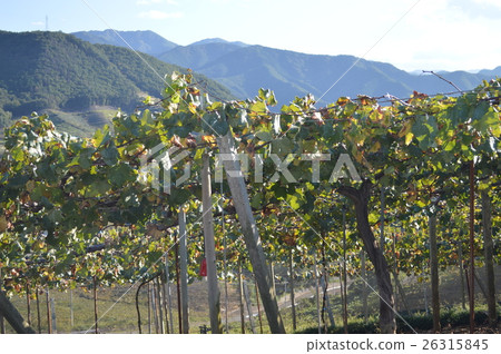Yamanashi, vineyards of Katsunuma 26315845