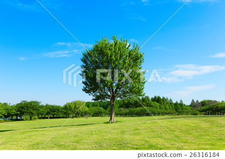The young leaves and the fresh green of big Toukaede tree in Misato Park's meadow 26316184