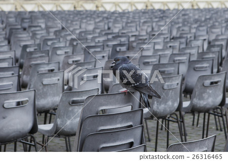 lonely rock pigeon bird perching on disk outdoor 26316465