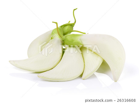 White Agasta ,Thai vegetable on white background White Agasta ,Thai vegetable on white background 26316608