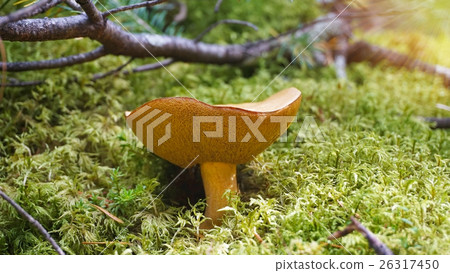 nature of wild mushroom with moss in park nature of wild mushroom with moss in park 26317450