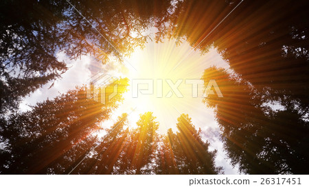 Sun shining effect through canopy of tall trees Sun shining effect through canopy of tall trees 26317451