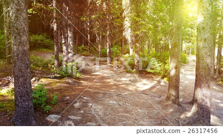 Rays of sunlight effect and forest in the evening 26317456