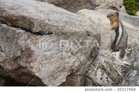 Squirrel was standing on the rocks close to lake Squirrel was standing on the rocks close to lake 26317468