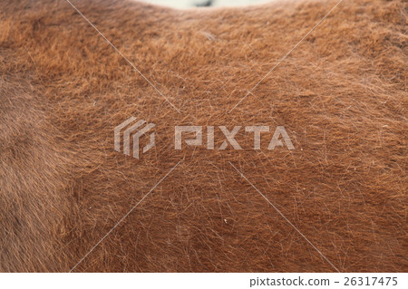 Background material Horse fur Background material Horse fur 26317475
