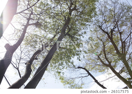Green trees and blue sky Green trees and blue sky 26317575
