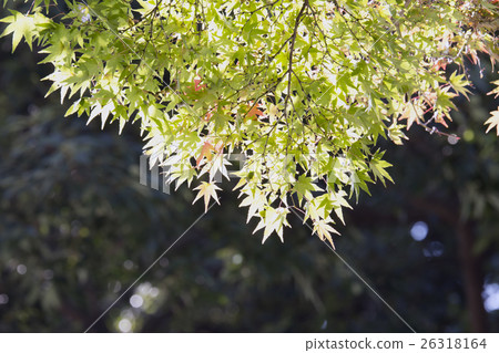 The mainland temple Momiji began to shine brightly 26318164