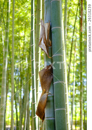 Bamboo grove bamboo skin 26318239
