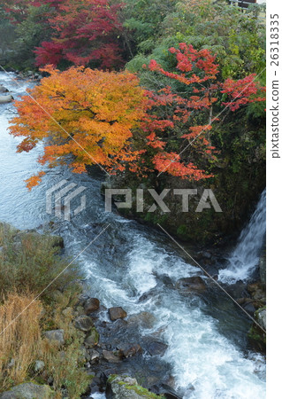 Autumn leaves of Oiidaira Park Autumn leaves of Oiidaira Park 26318335