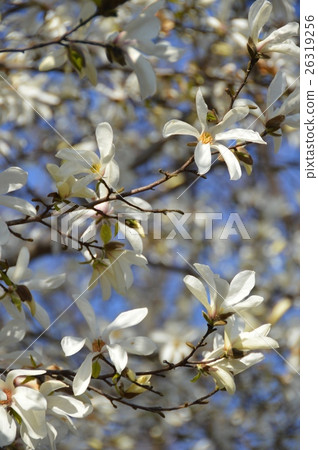 Magnolia's white flowers (Koganei Park / Kodaira-shi, Tokyo) 26319256