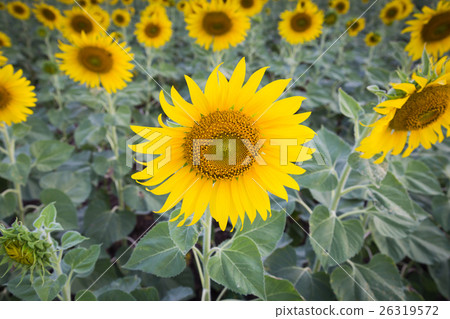Full bloom sunflower field Full bloom sunflower field 26319572