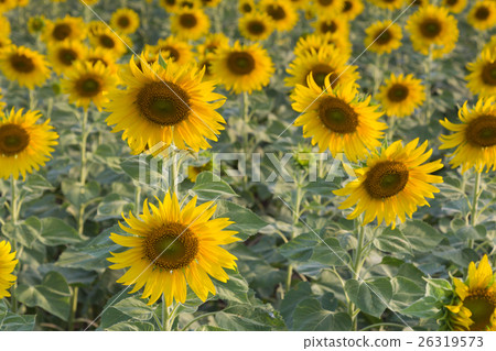 Sunflower field full bloom Sunflower field full bloom 26319573