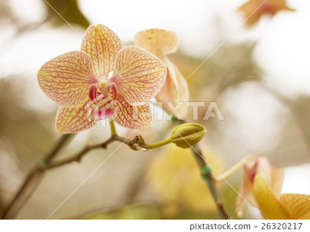 orchid flower 26320217