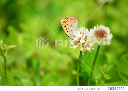White clover and Benicissimi White clover and Benicissimi 26320251