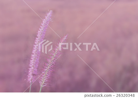 Abstract soft blurred of Pennisetum pedicellatum,  Abstract soft blurred of Pennisetum pedicellatum,  26320348