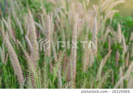 Abstract soft blurred of Pennisetum pedicellatum,  26320868