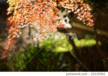 Autumn leaves of Konami River 26320902