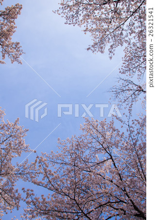 櫻花春天圖像廣角 櫻花春天圖像廣角 26321541