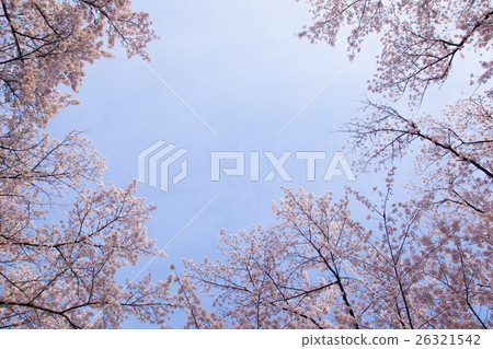 櫻花春天圖像廣角 26321542