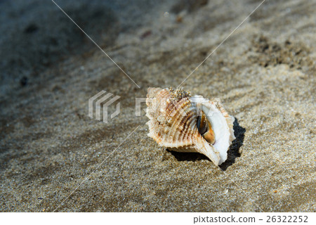 Shell with hermit crab on sand 26322252