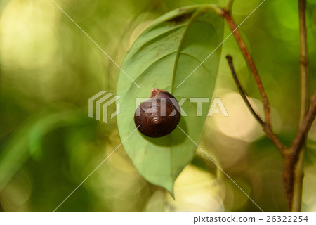 Snail on leaf 26322254