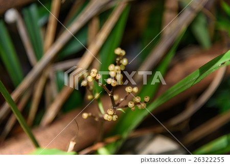 Small flower in rainforest Small flower in rainforest 26322255