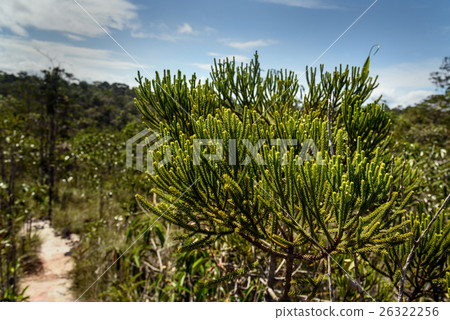 Branch of Green cypress tree. Background texture Branch of Green cypress tree. Background texture 26322256