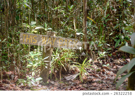 Pointer in Bako National Park Pointer in Bako National Park 26322258