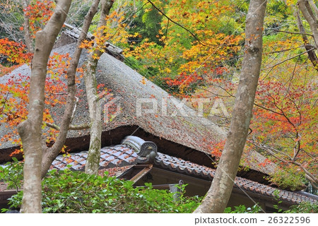 Autumn leaves of Gioji 26322596