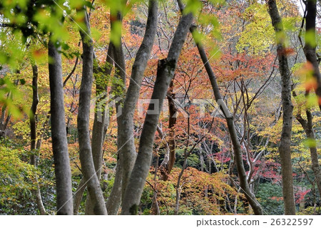 Autumn leaves in the garden of Gioji 26322597